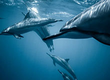 kaiyun 官网-NBA生涯最强一战！杨瀚森前13投全中，拿下首个30+